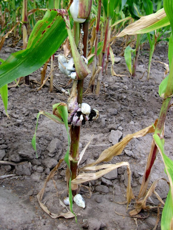 Сажка пухирчаста кукурудзи